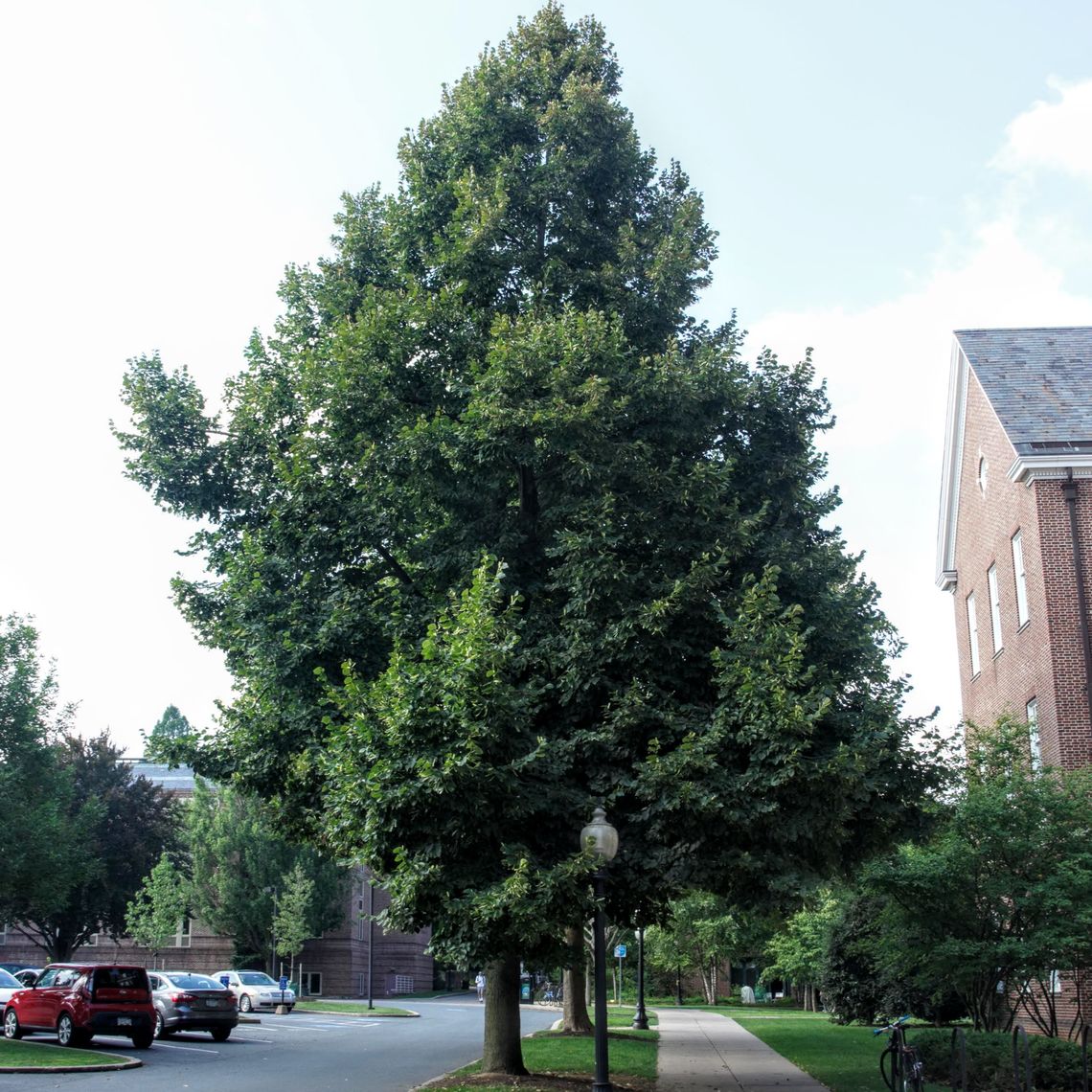 Eastern Cottonwood