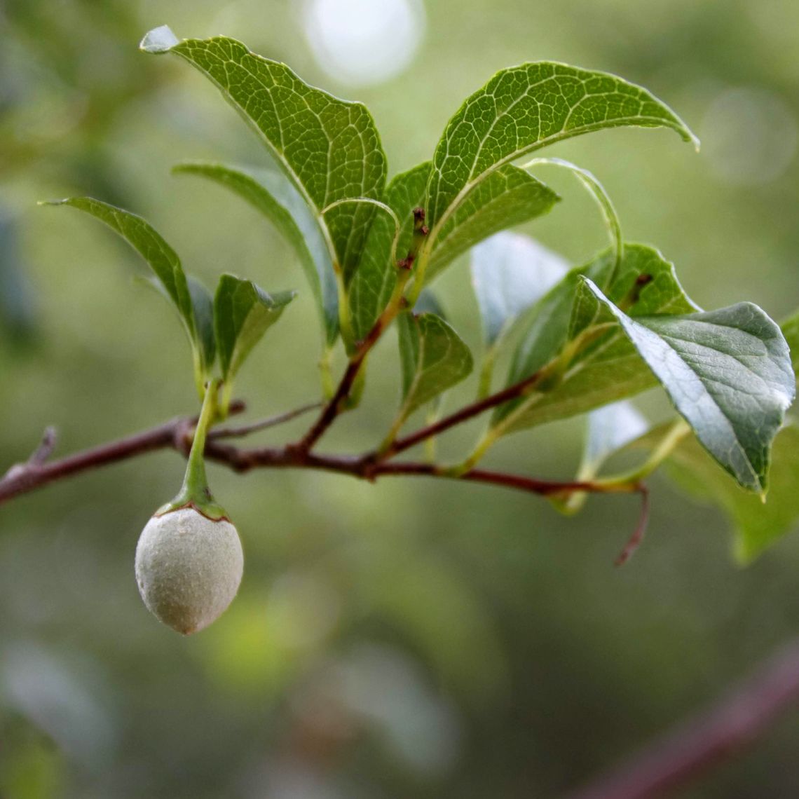 Japanese Snowbell