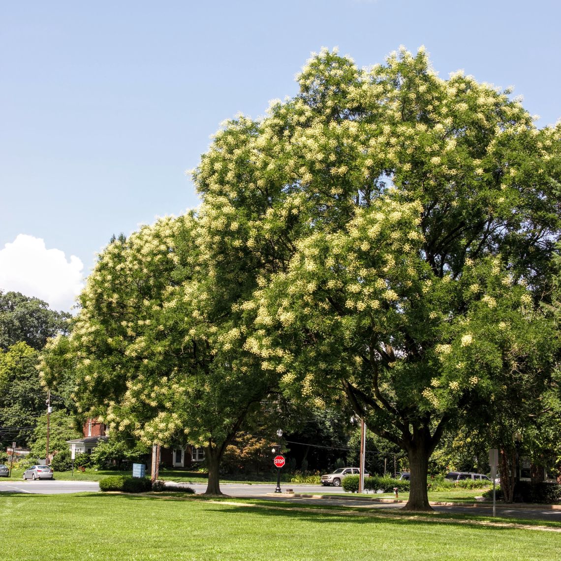 Japanese Pagoda Tree
