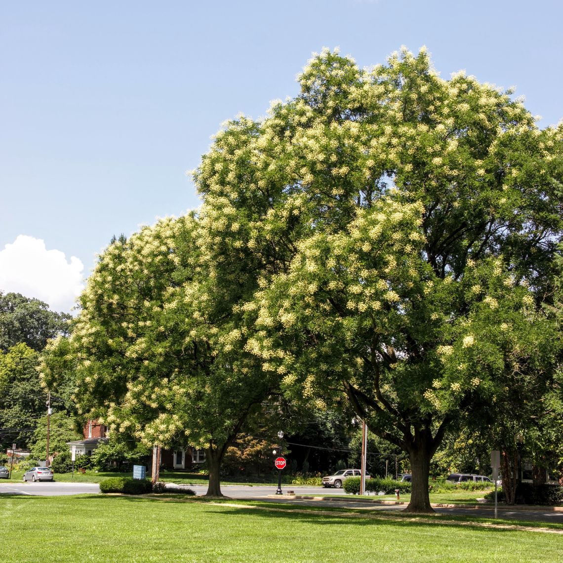 Japanese Pagoda Tree