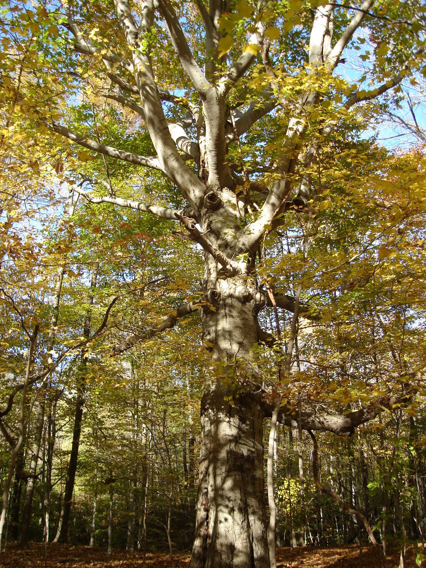 American Beech Tree