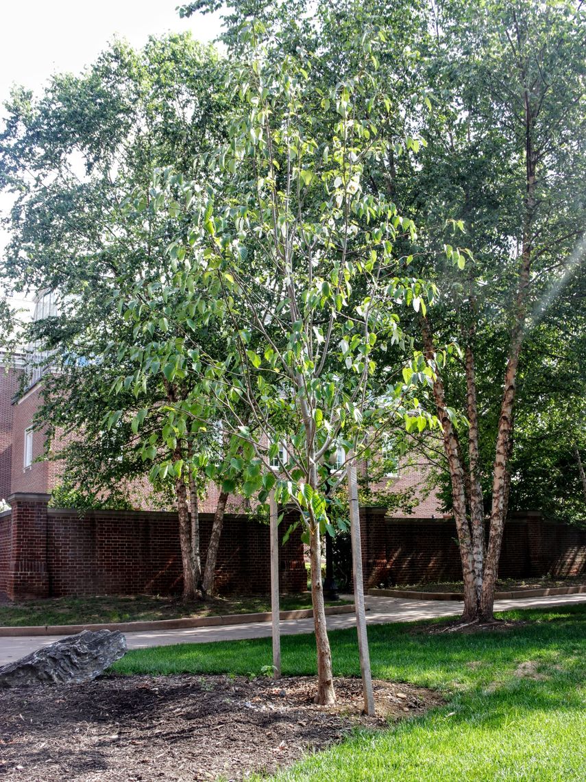 Dove Tree