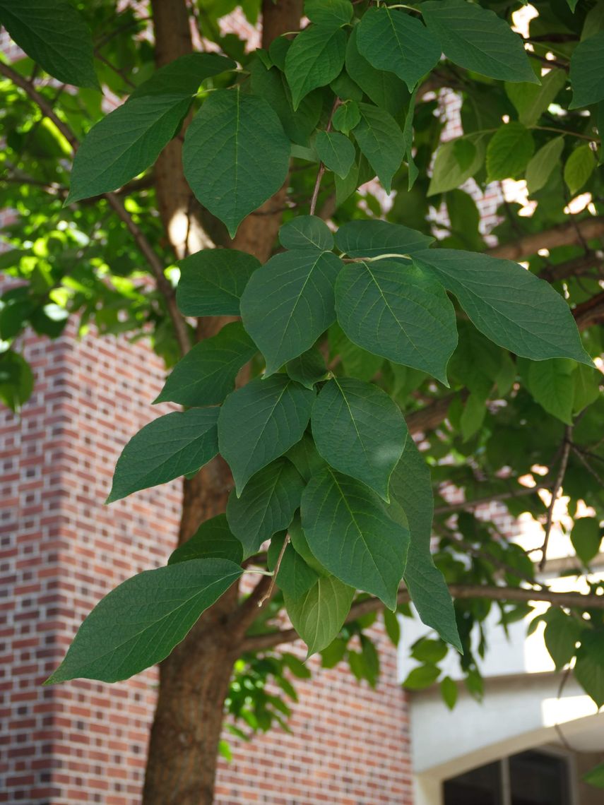 Carolina Silverbell leaves