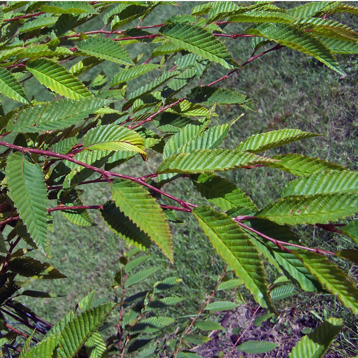 japanese hornbeam leaves