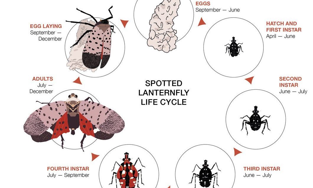 This infographic was created by Colleen Wikowski at Penn State University.  More info can be found at this link: https://extension.psu.edu/spotted-lanternfly