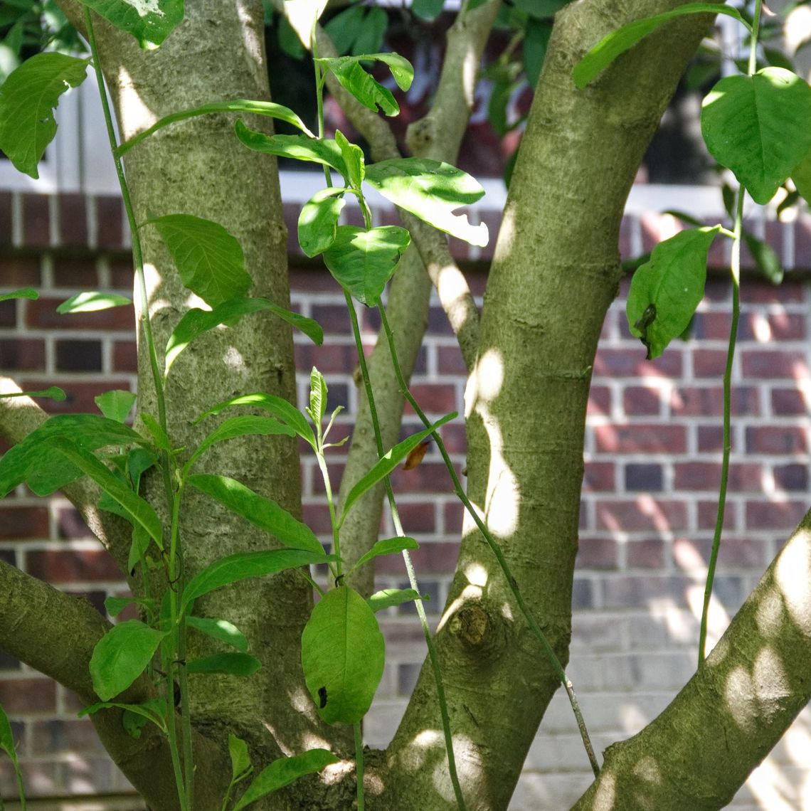 Star Magnolia Bark