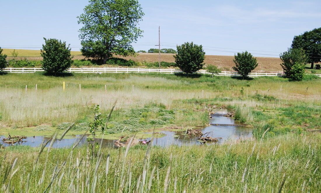 Several years after the removal of legacy sediment, the newly restored wetland at
Big Spring Run is thriving.