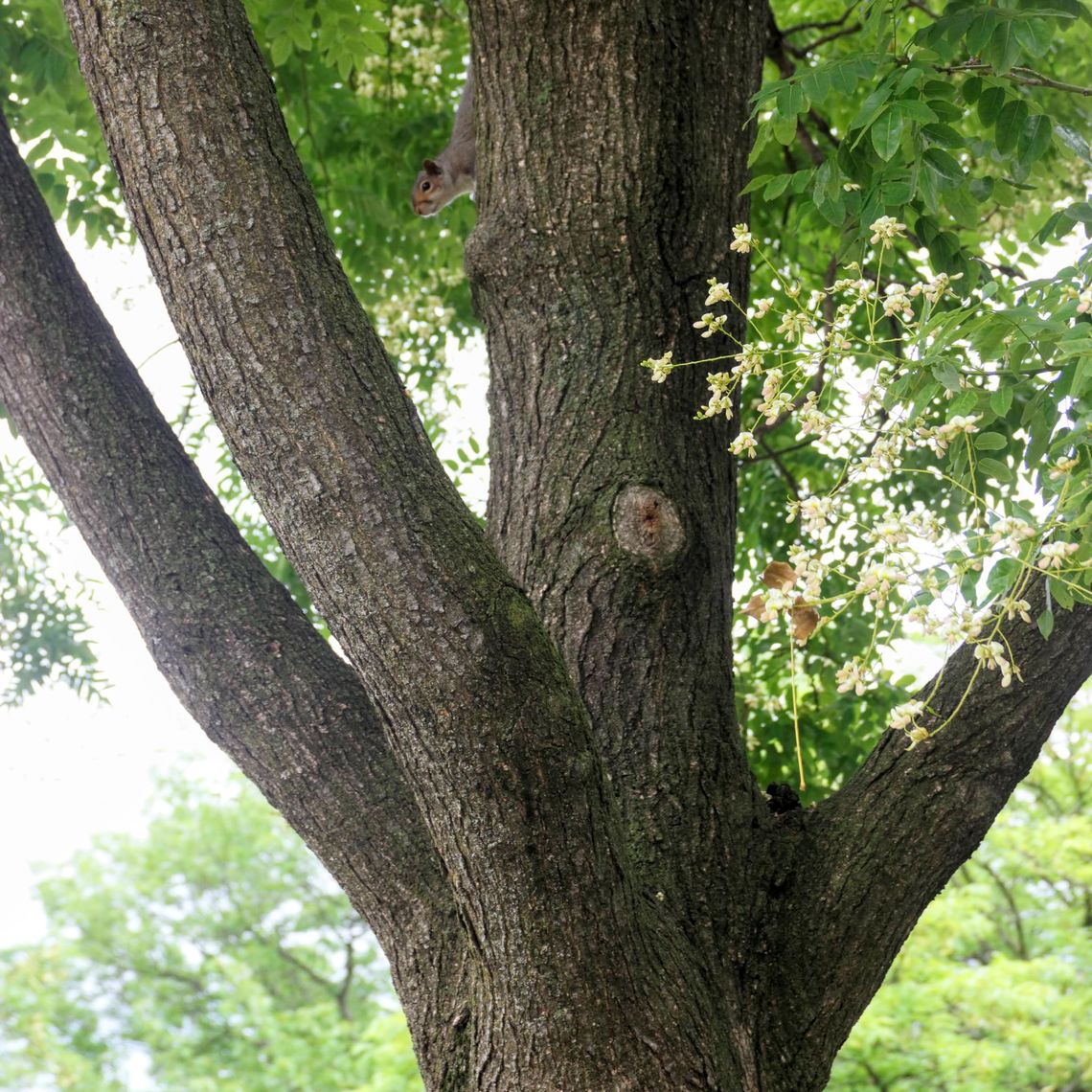 Japanese Pagoda Tree