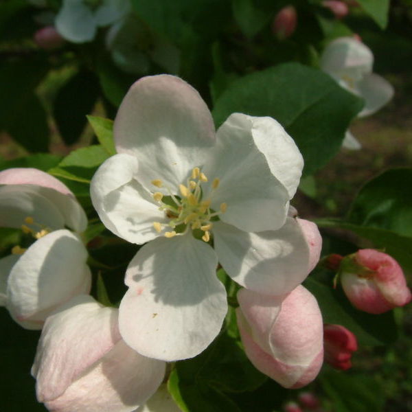 Malus transitoria (Crabapple) Flower