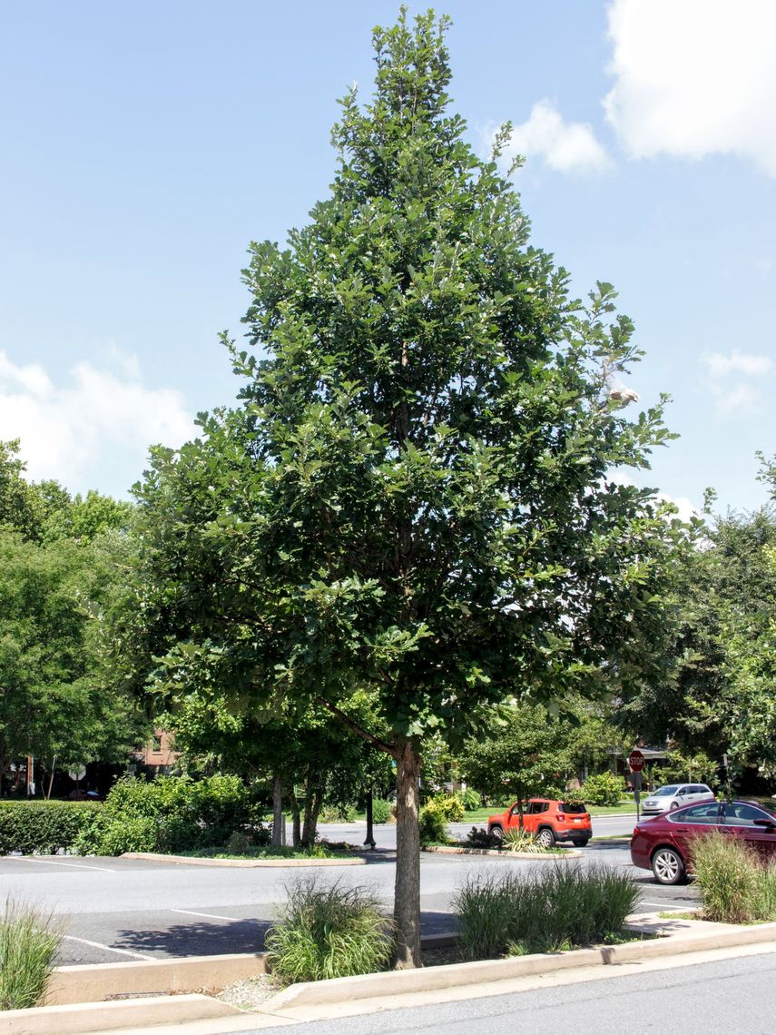 Swamp White Oak