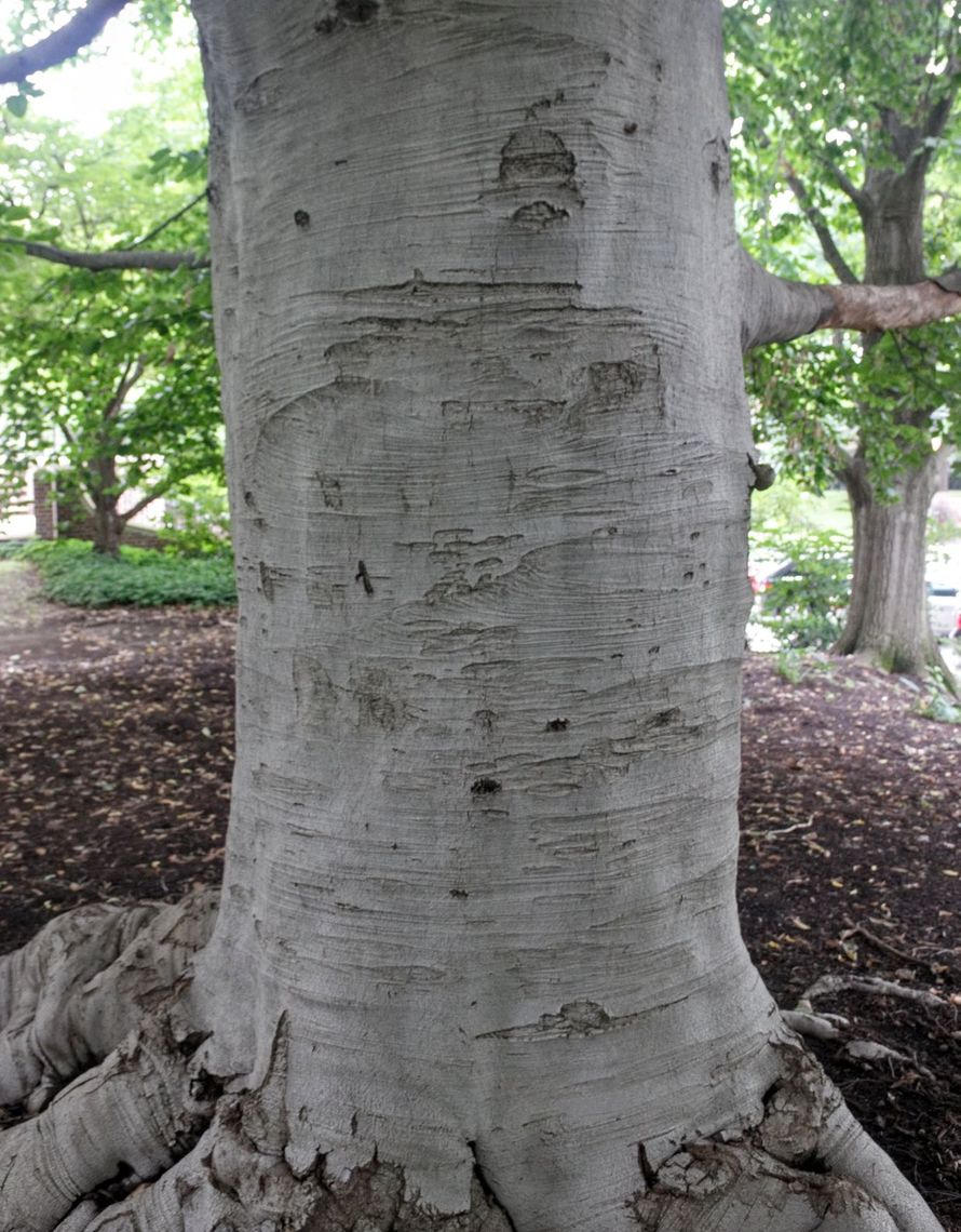 European Beech Bark