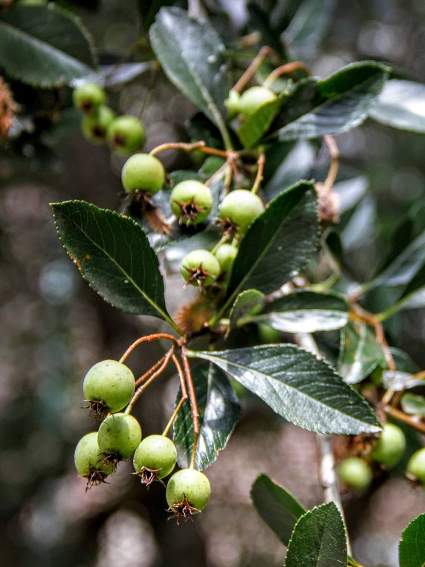 Cockspur Hawthorn Leaves and Berries