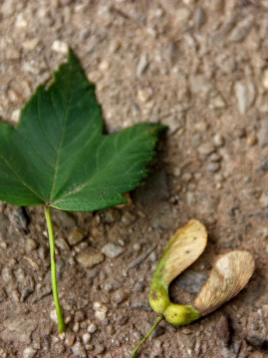 Sycamore Maple Leaf and Seed