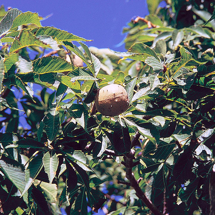 Ohio Buckeye Fruit