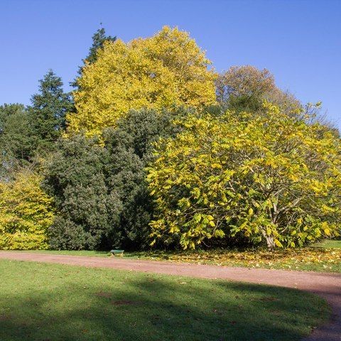 Japanese Walnut fall color