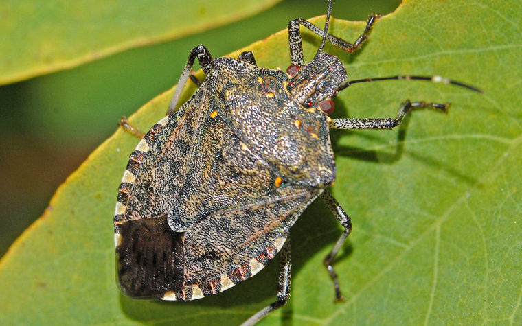 Brown Marmorated Stink Bug Image