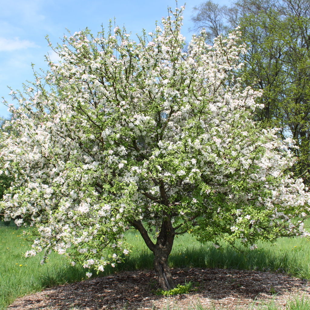 Malus prunifolia (Crabapple)