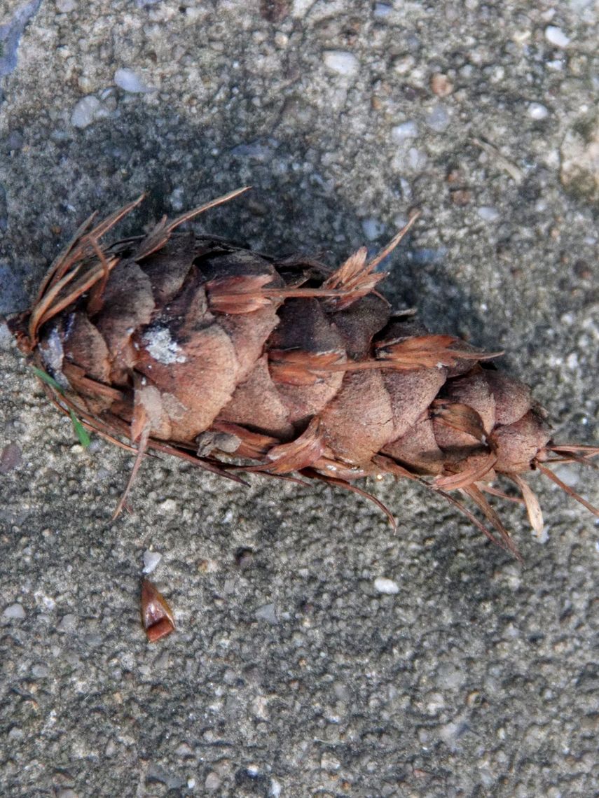 Fir Douglas Tree Cone