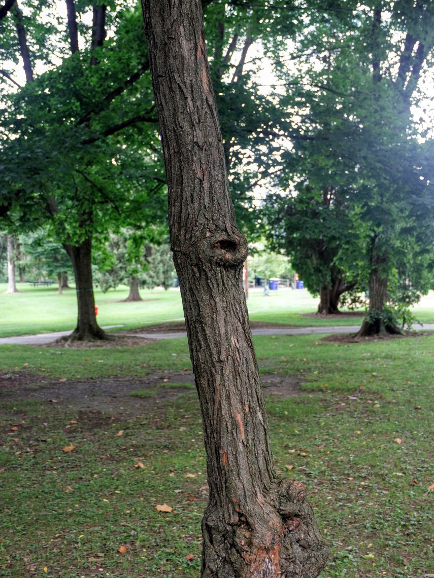 Black Locust Bark