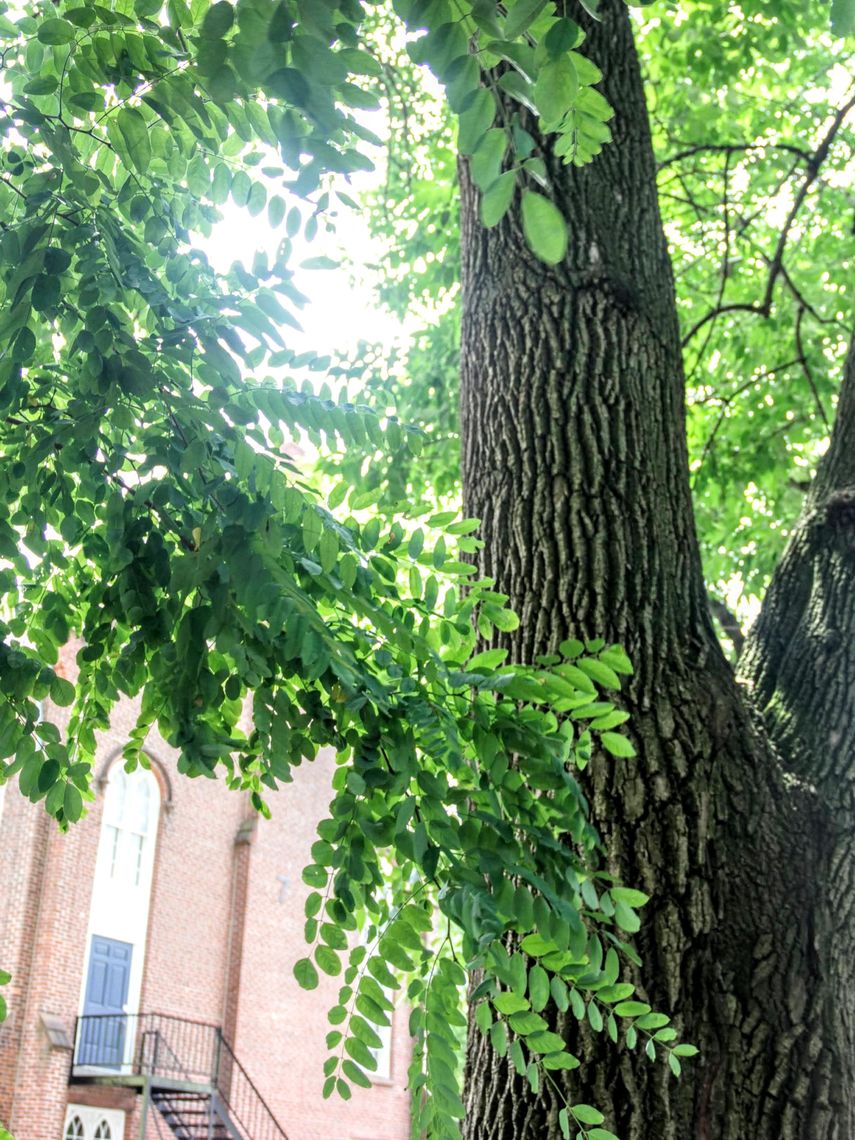 Black Locust