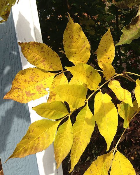 Green Ash Fall Colors