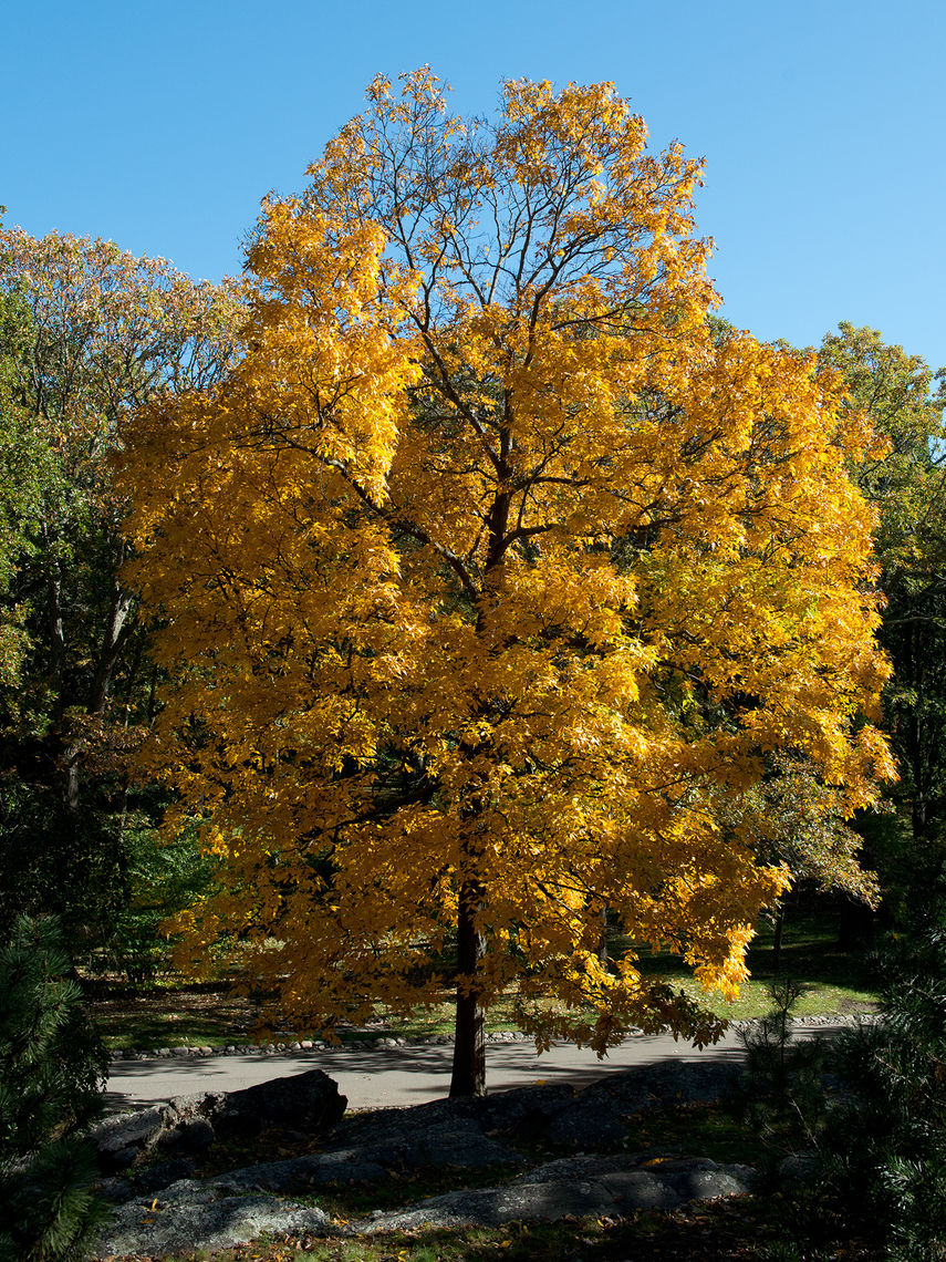 Shagbark Hickory Fall Color