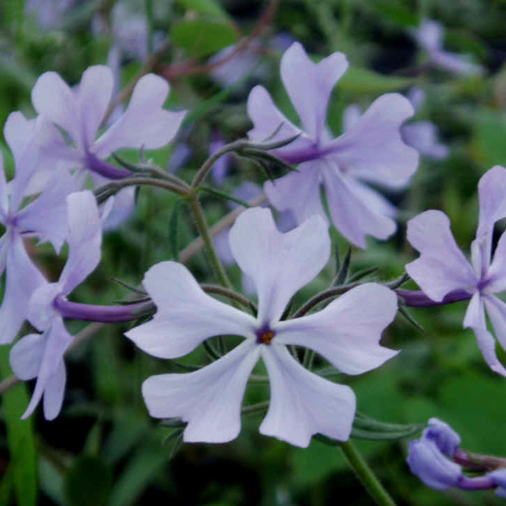 blue woodland phlox