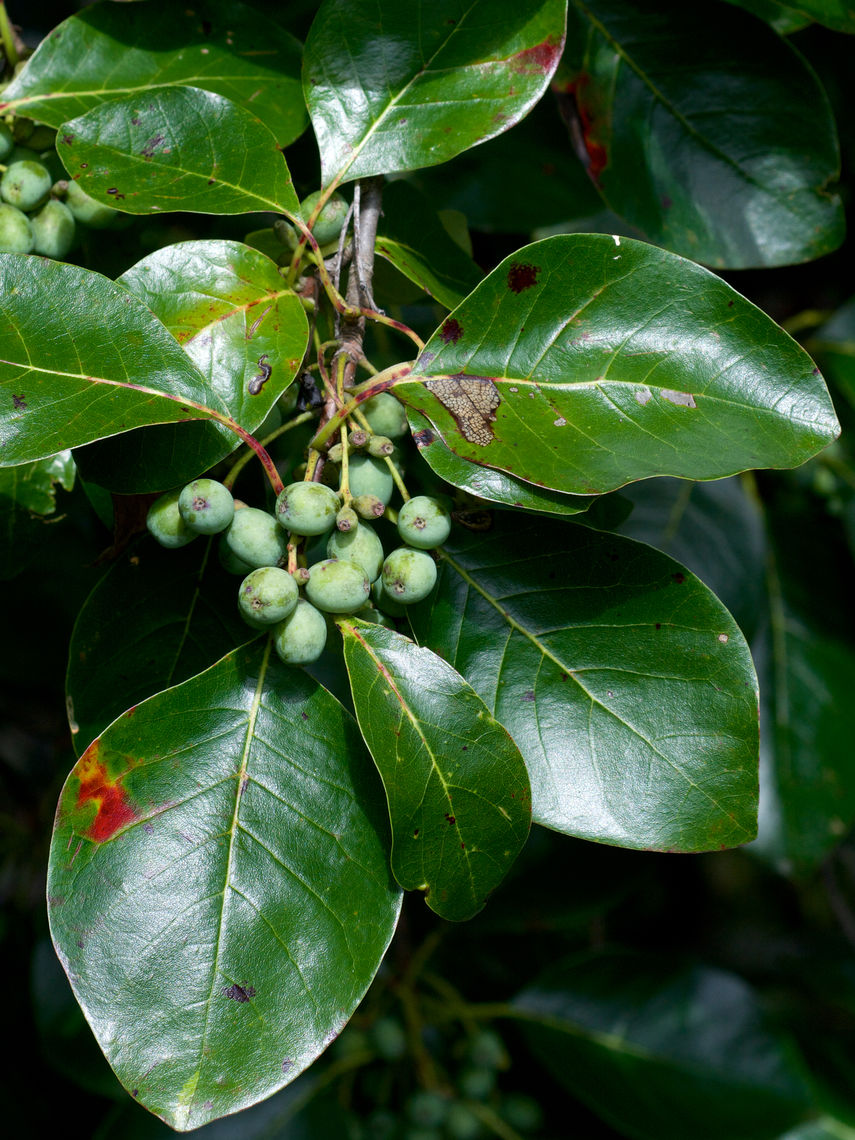 black tupelo leaves