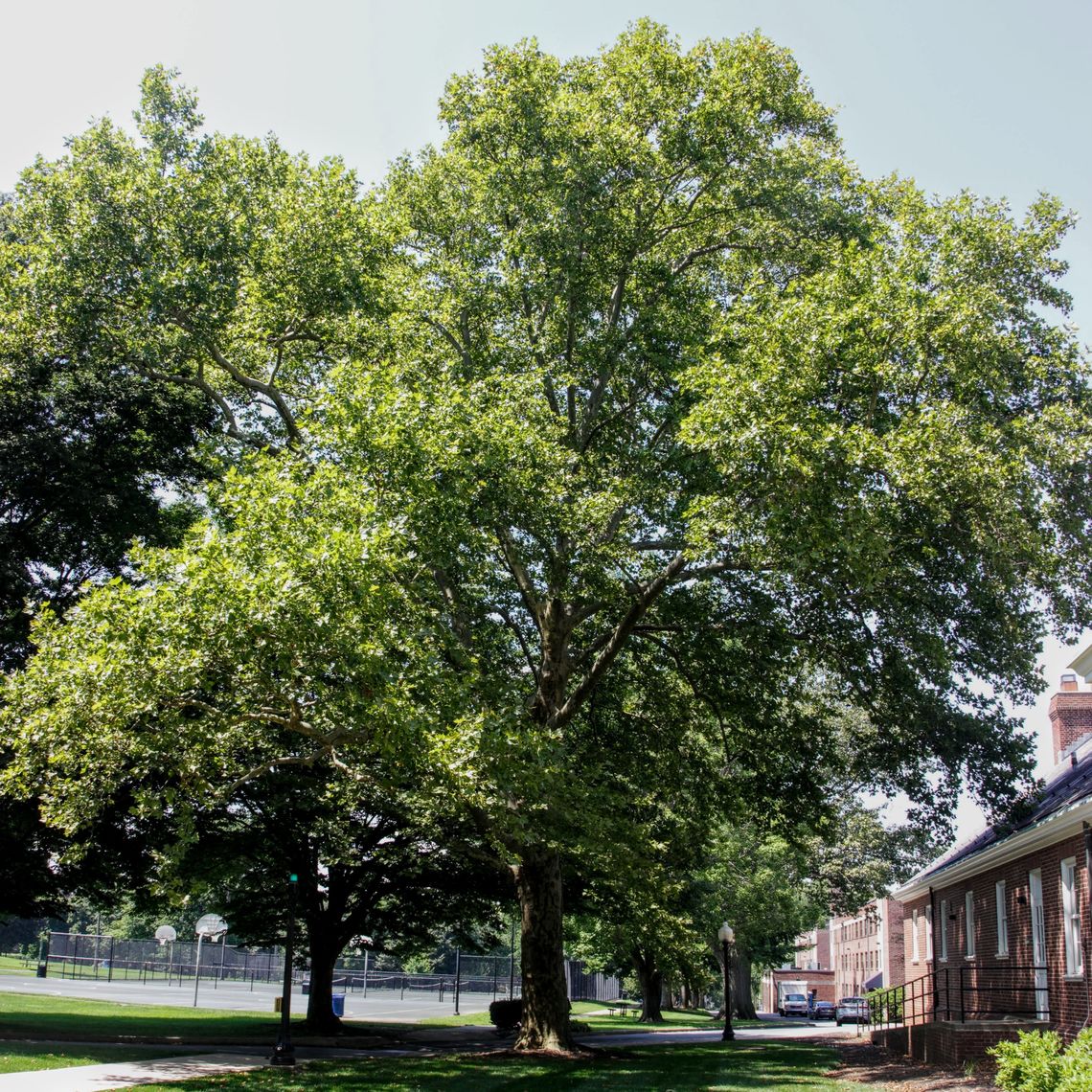 London Plane Tree