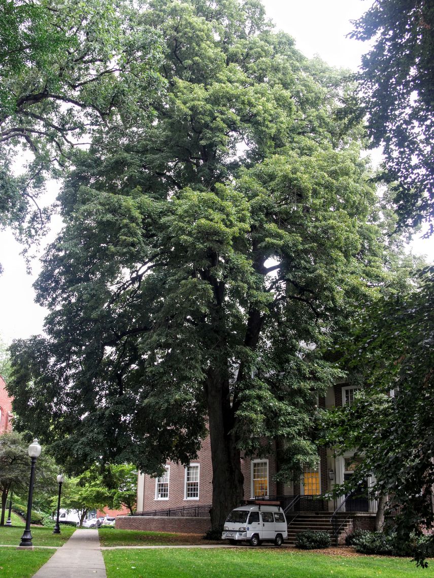 Silver Linden Tree