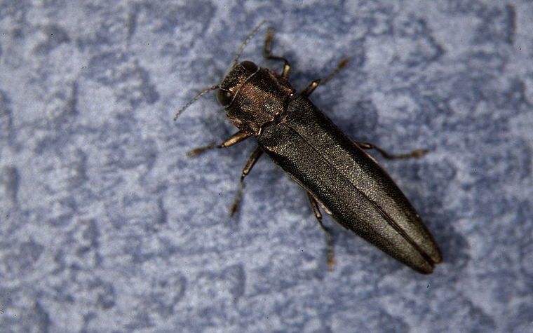 Bronze Birch Borer Image