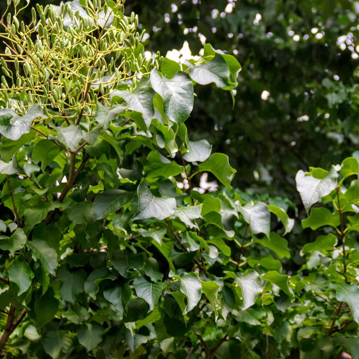 Japanese Tree Lilac Leaves