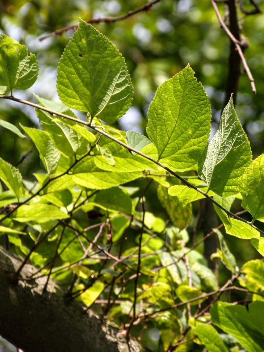 Hackberry Leaves