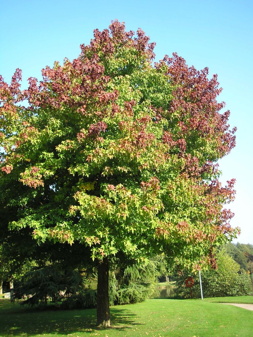 American sweet gum