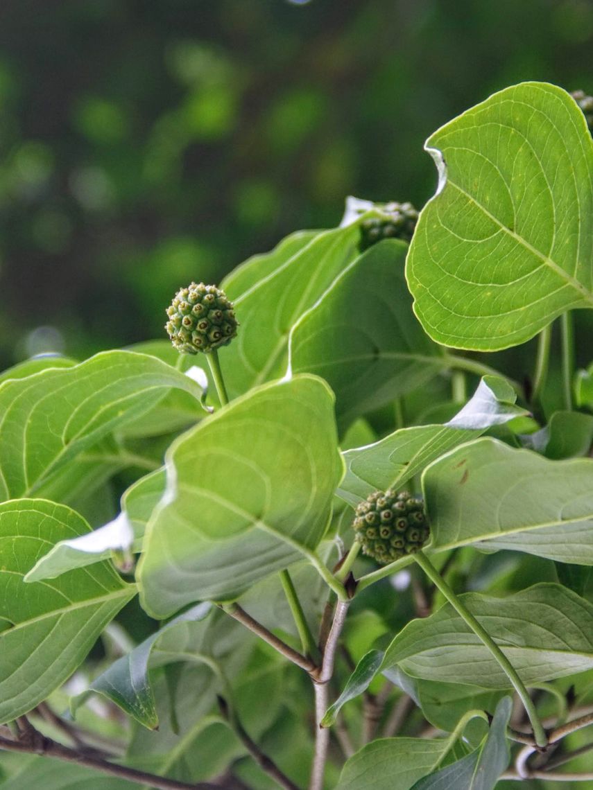 Kousa Dogwood Leaves