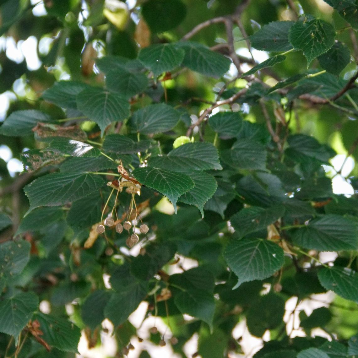 Little Leaf Linden  Leaves