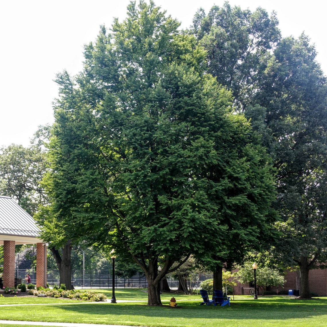 Katsura Tree