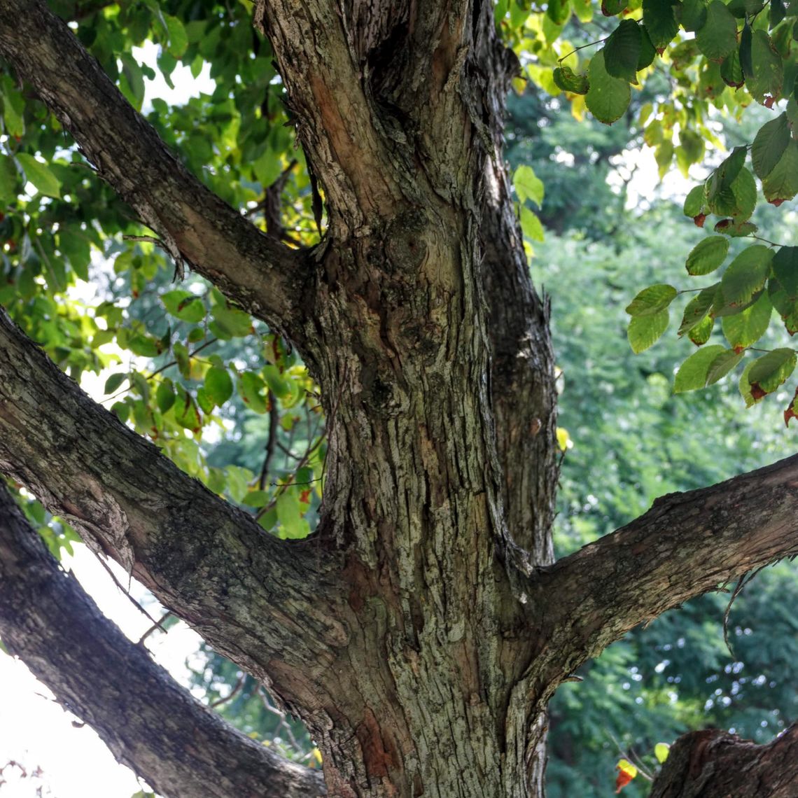 American Hophornbeam Bark