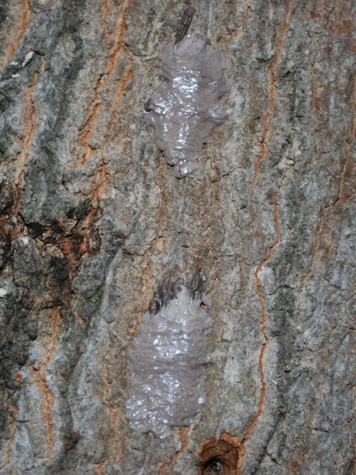 Spotted Lanternfly Eggs, Photo from the PA Department of Agriculture