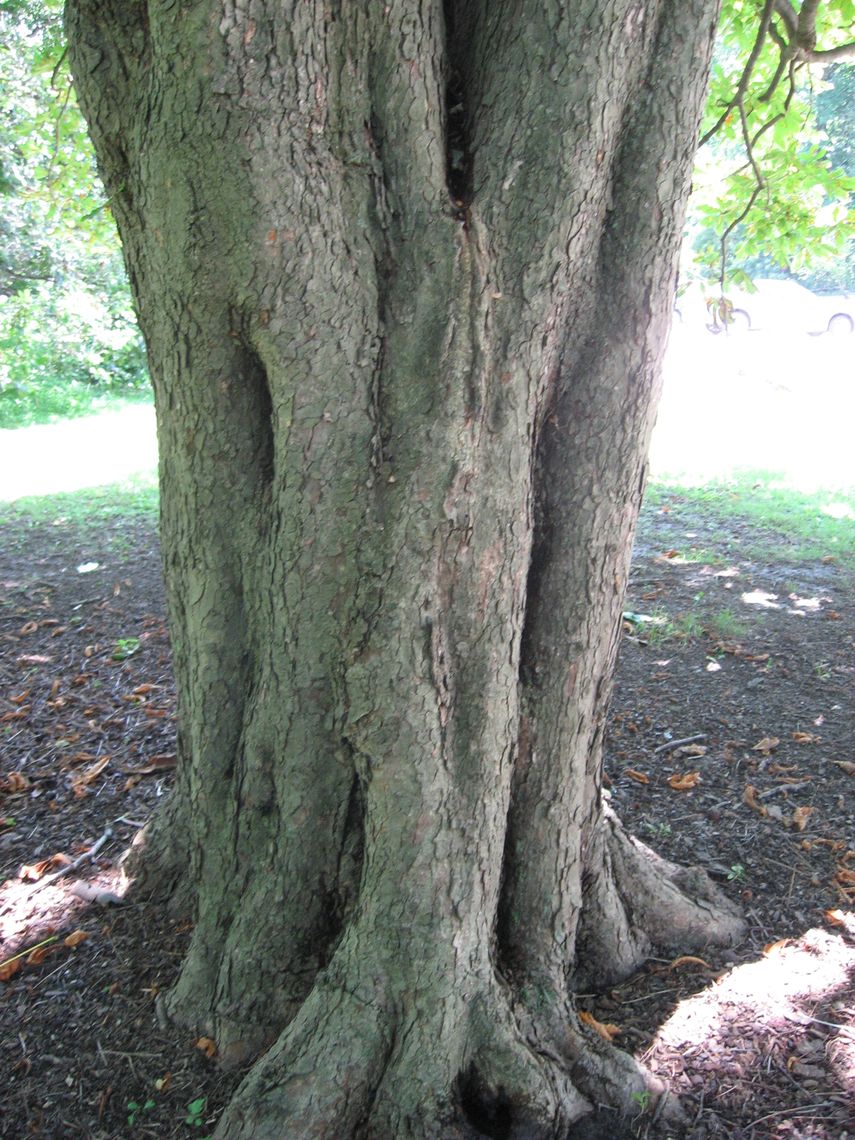 Horse Chestnut Bark