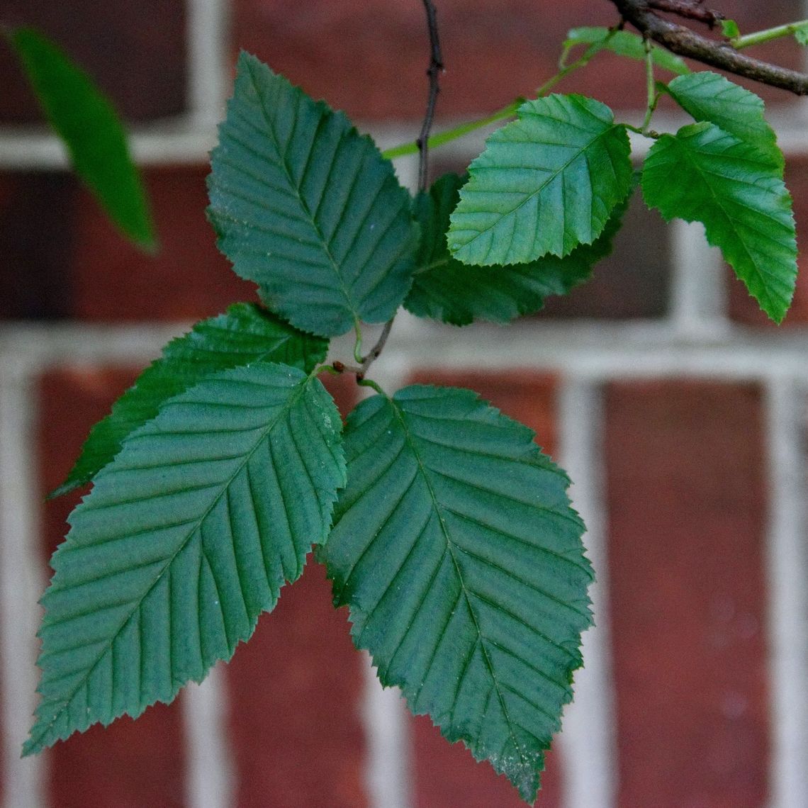 European Hornbeam Leaves