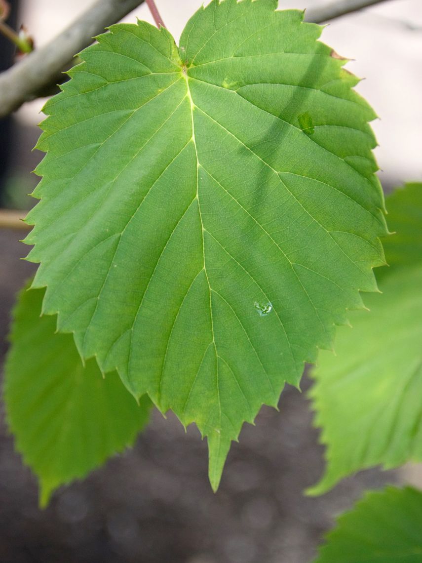 Dove Tree Leaves