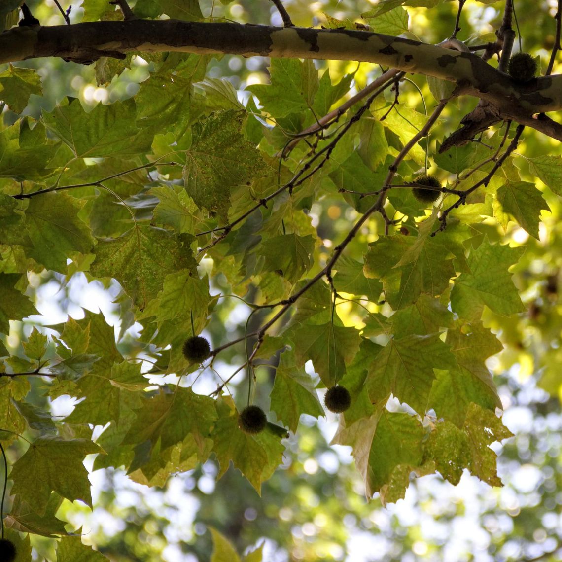 London Plane Tree leaves