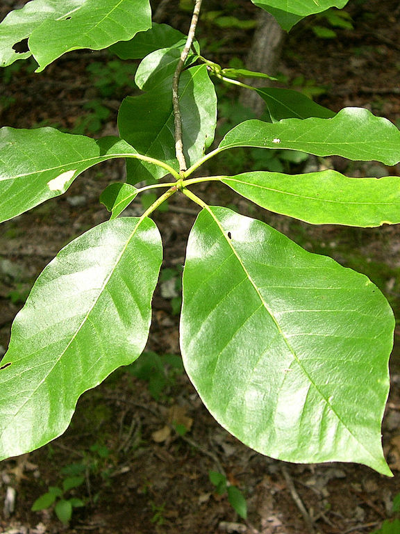 black tupelo leaves