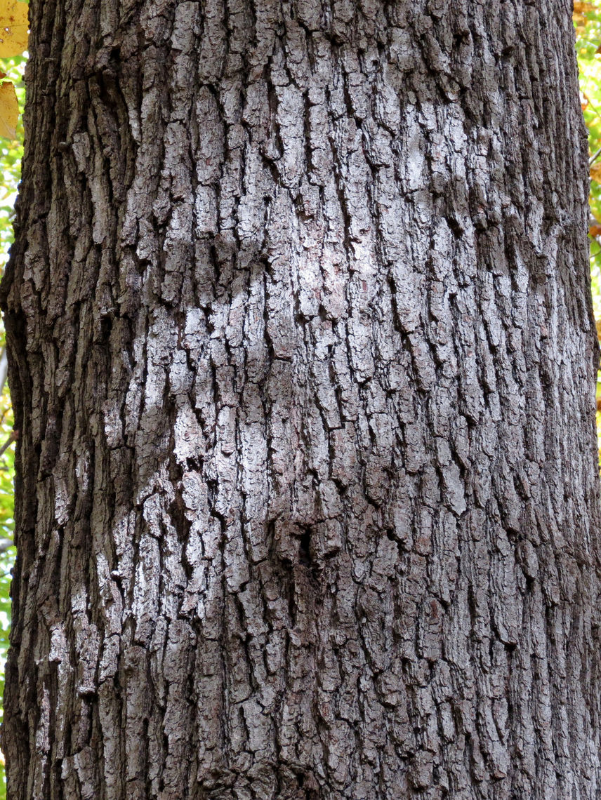 black oak bark