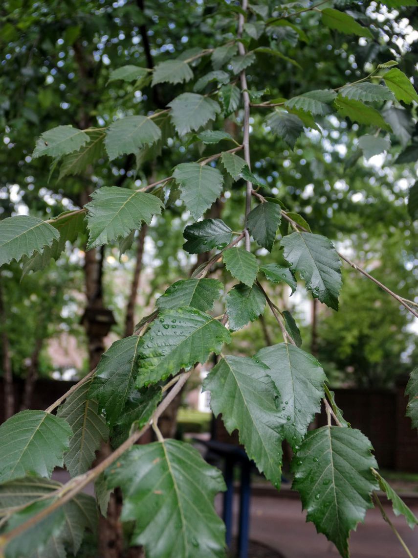 River Birch Leaves