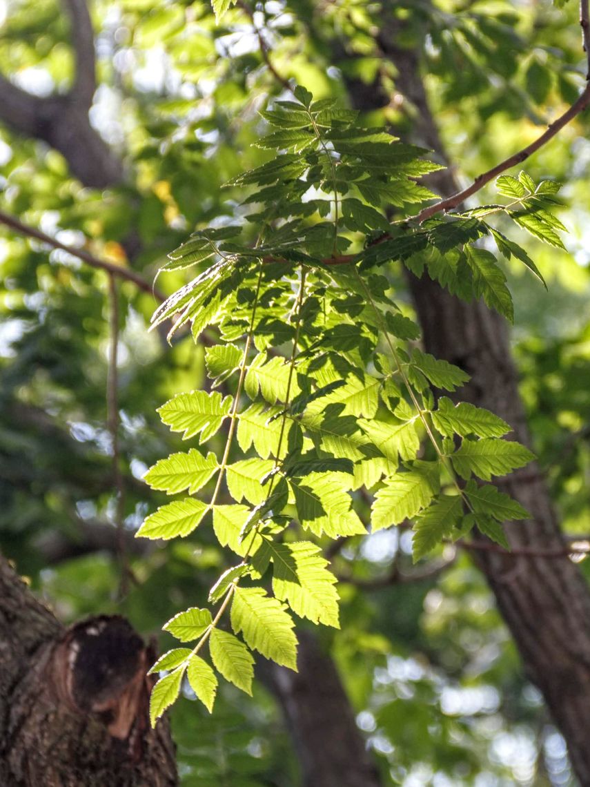 Panicled Golden Rain Tree Leaves