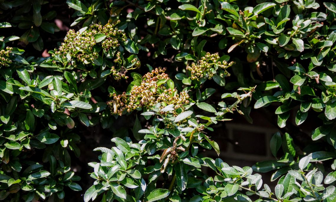 Firethorn Leaves and Berries