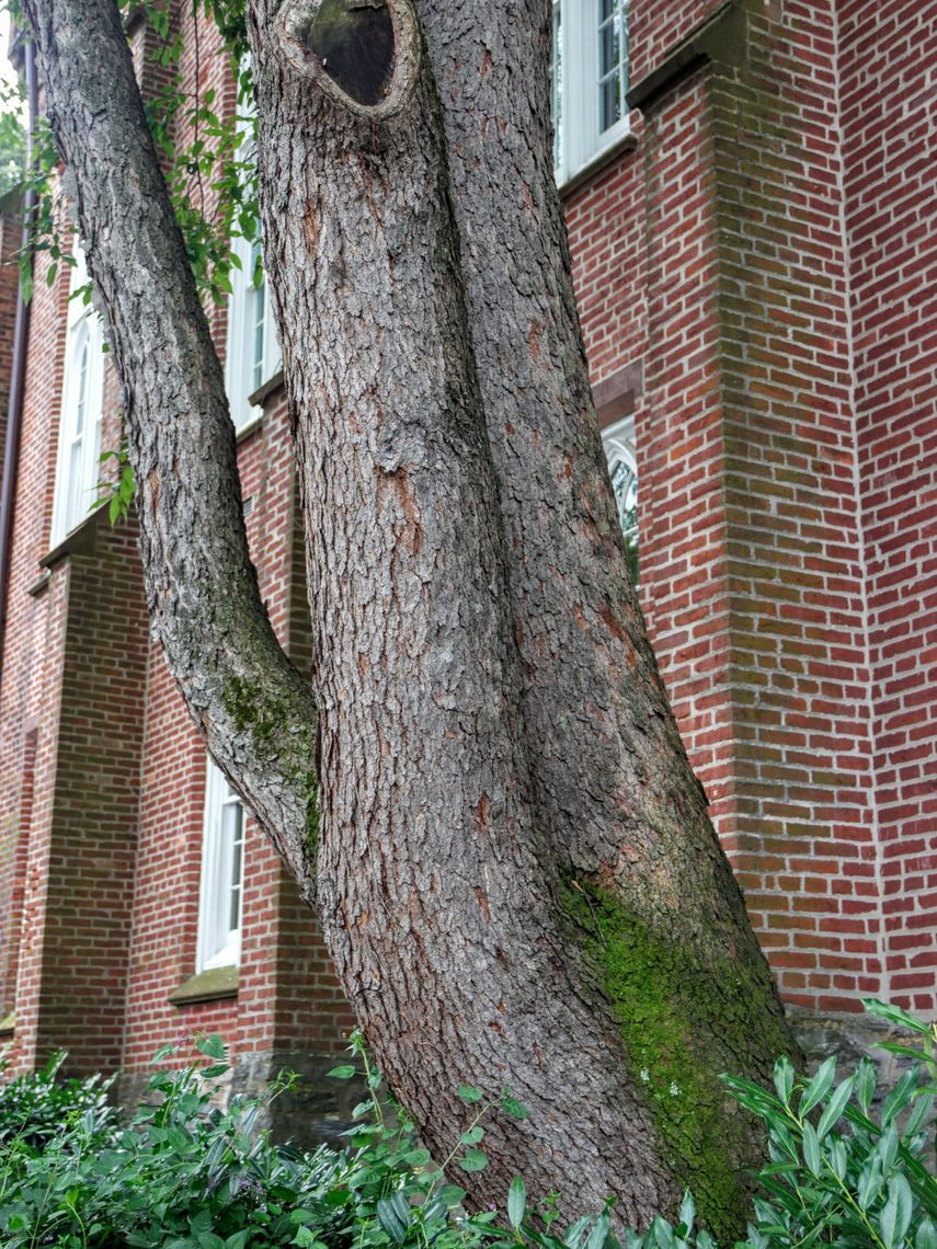 Black Cherry Bark