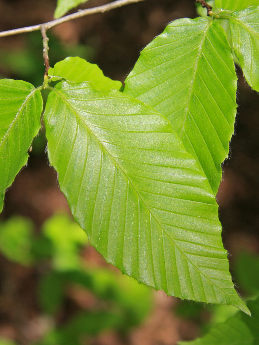 American Beech Leaves